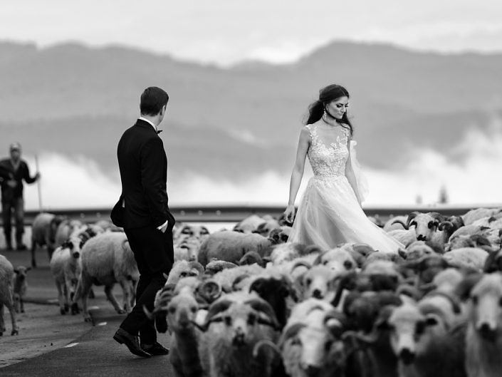 Mirii printre oi, pe un deal cu nori, fotografie alb-negru