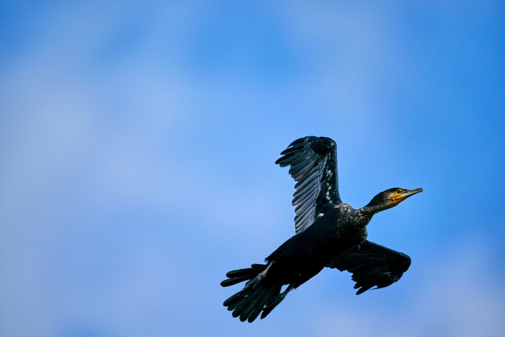 cormoran in zbor
