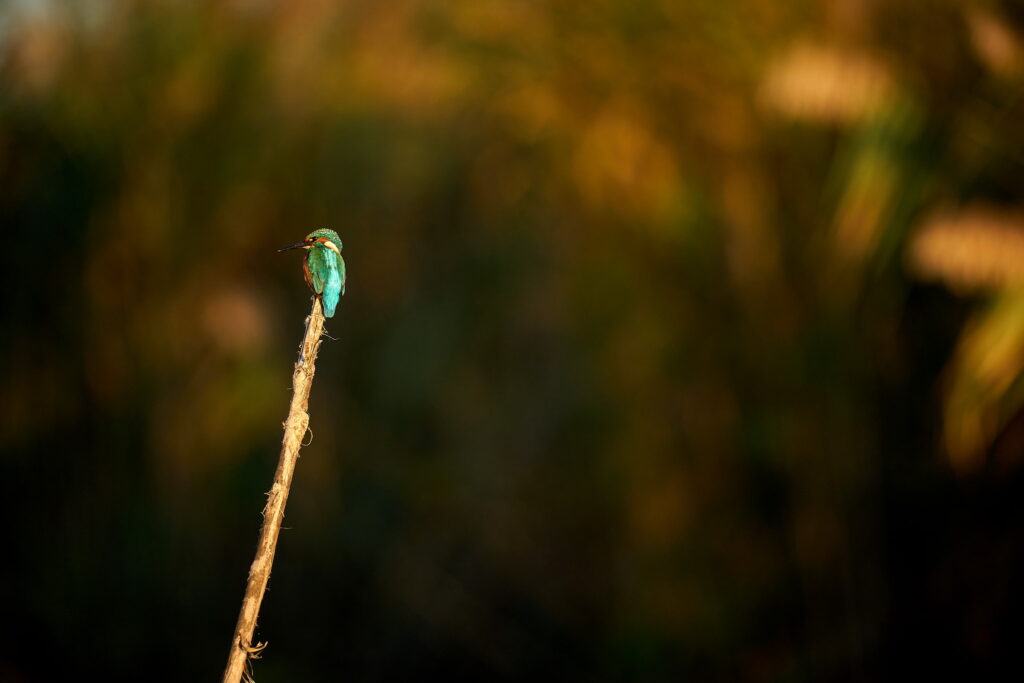 Kingfisher la apus
