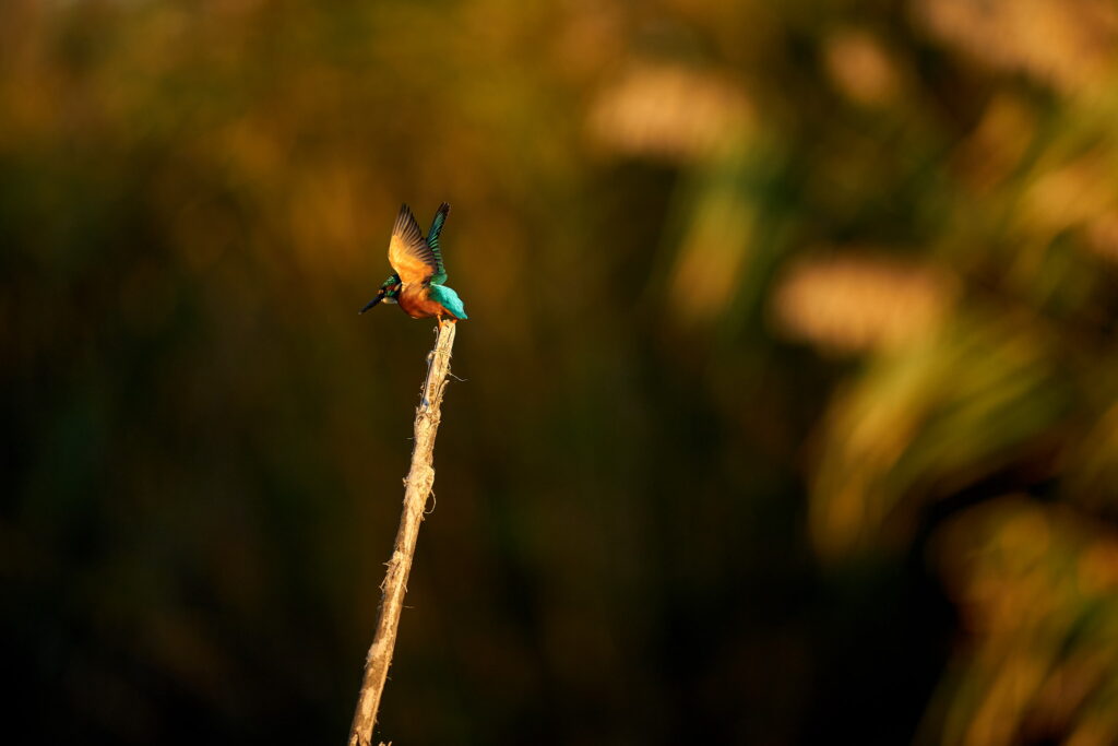 Kingfisher pe o creanga
