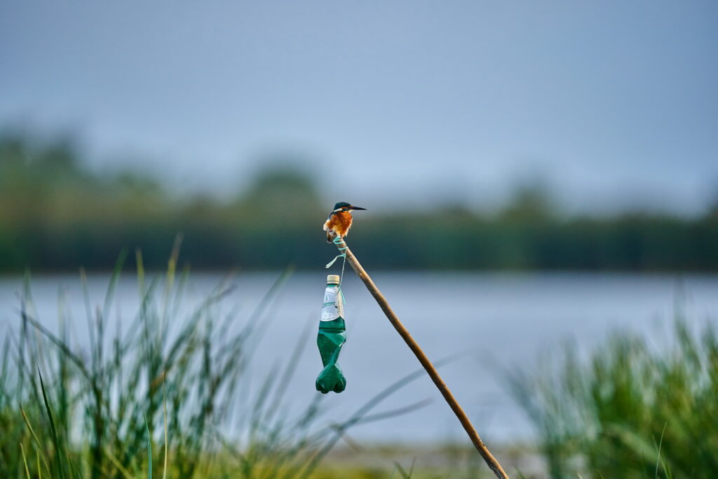 familia Alcedinidae Kingfisher