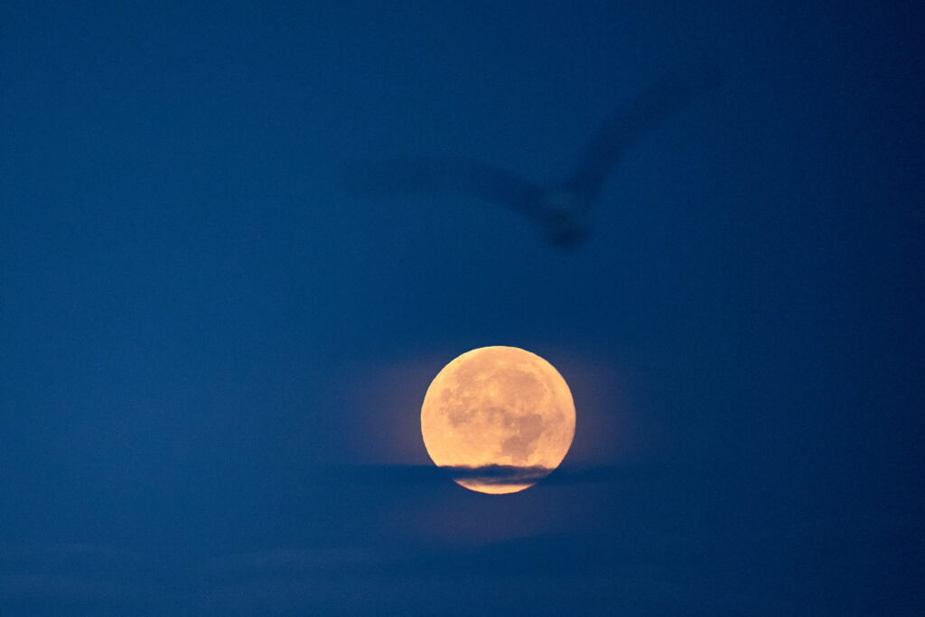 apuus de luna plina Delta Dunarii