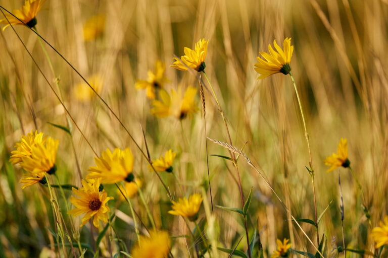 flor de toamna in Delta Dunarii