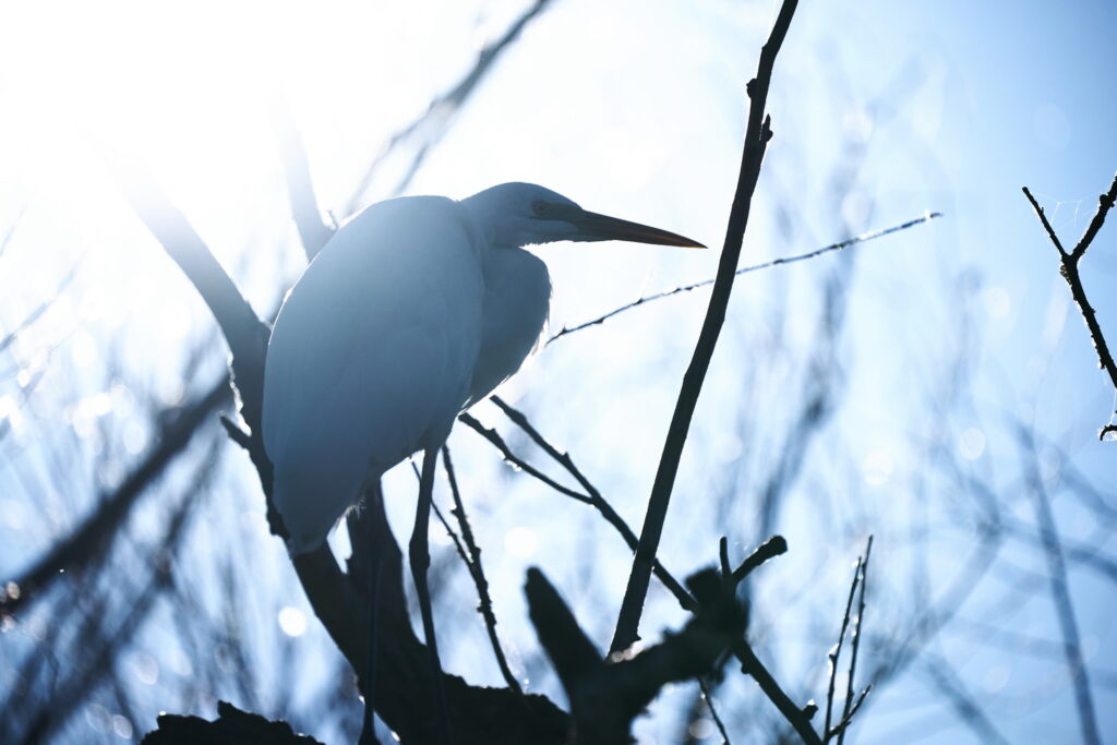 egreta alba