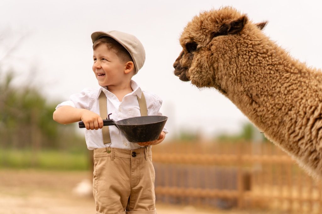 Băiețel care râde lângă o alpaca, ședință foto la fermă