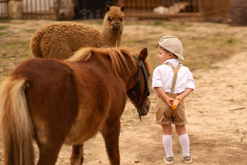 Băiețel cu șapcă lângă un ponei și o alpaca, în curtea fermei