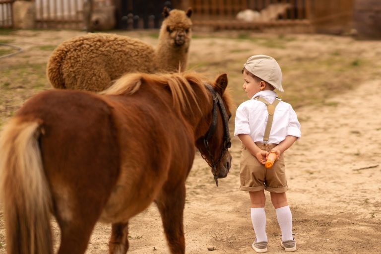 Băiețel cu șapcă lângă un ponei și o alpaca, în curtea fermei