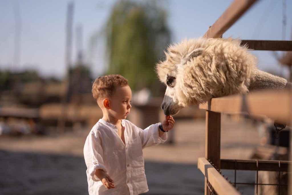 Copil hrănind o alpaca peste gard, în lumina apusului